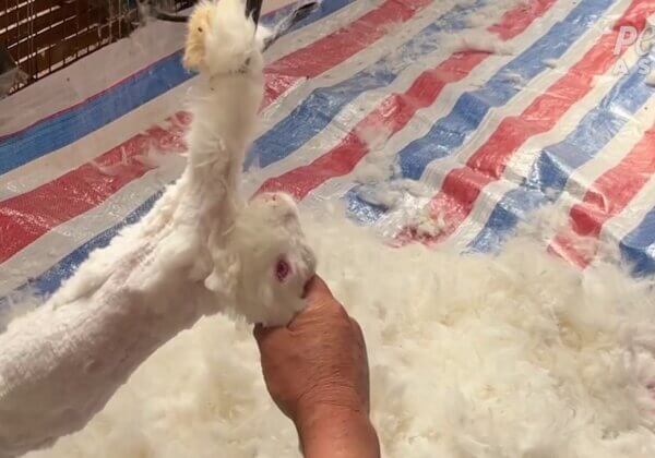 影片：PETA 調查揭露安哥拉毛產業的殘忍真相，iOpen Mall仍在持續販售